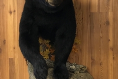 bear-half-mount