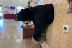 bear-half-mounts-1