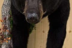 bear-half-mounts