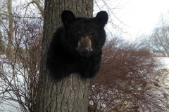 bear-shoulder-mount