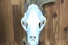 bear-skull