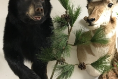 bear-website