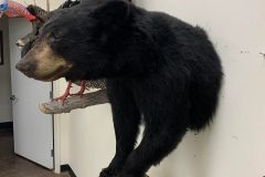 bear taxidermy lifesize, half mounts stehlings taxidermy wisconsin, black bear, Grizzly bear, brown bear mounts rugs