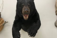 bear1