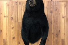 bear1