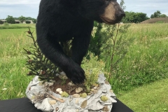 bear2