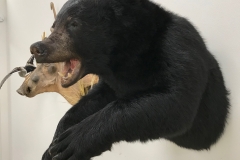 bear2