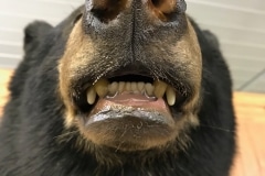 bear2