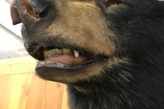 bear3