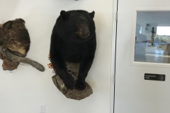 bear4