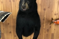 bear4