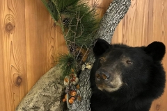 bearshoulder
