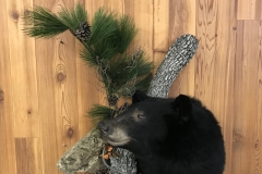bearshoulder2