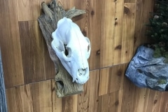 bearskull2