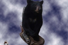 mammal36