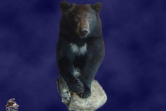 mammal37
