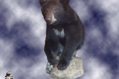 mammal38