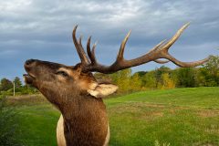 elk-mount-stehlings-taxidermy
