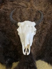 buffalo-skull