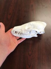 coyote-skull