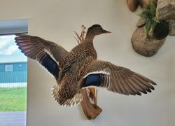 Mallard-Taxidermy-Mount-Stehlings-Taxidermy-Duck-mounts-8