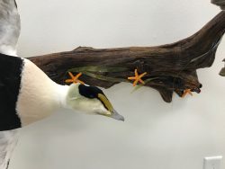 flying-common-eider-pair-duck-mounts-taxidermy
