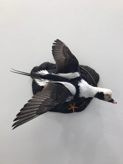 flying-old-squaw-long-tailed-duck-mount-taxidermy