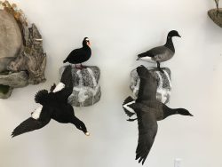 flying-standing-duck-mounts