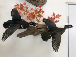 flying-woodduck-taxidermy-duck-mounts