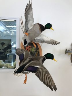 landing-in-mallard-duck-mounts