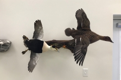 flying-common-eider-pair-taxidermy-duck-mounts