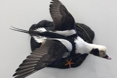 flying-old-squaw-long-tailed-duck-mount-taxidermy