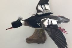 flying-red-breasted-merganser-duck-mount