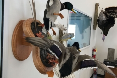 landing-in-drake-mallard-duck-mounts