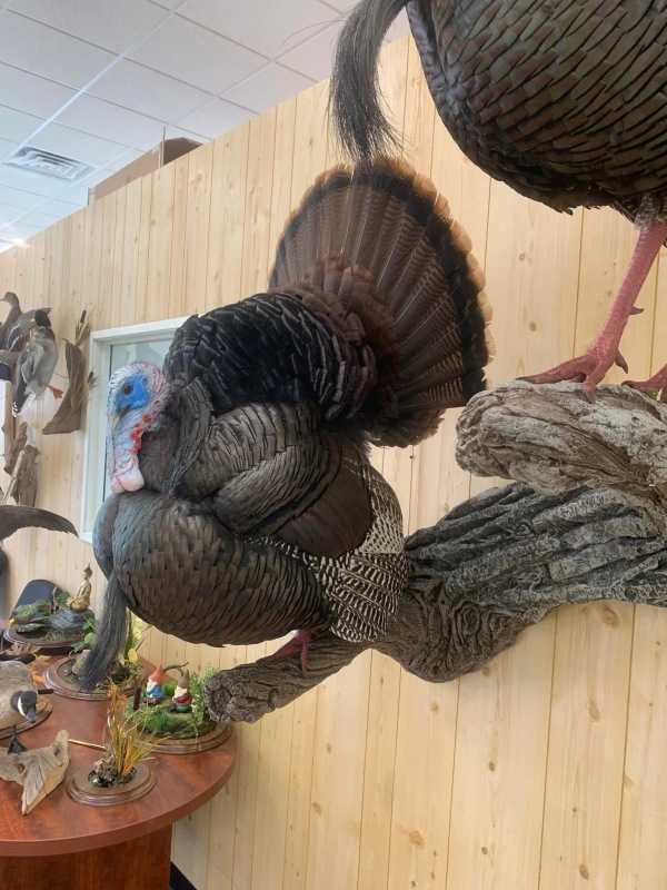 Side view of a full strut turkey mount posed beside a weathered driftwood log