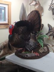 giant-finished-turkey-on-wall-base