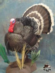 turkey13