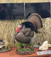 IMG_3996