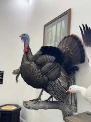 turkey-5-alert-strut
