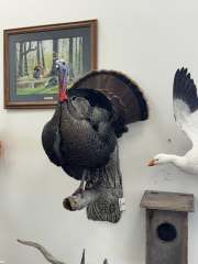 turkey-6-alert-strut-