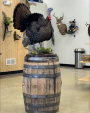 turkey2-alert-strut