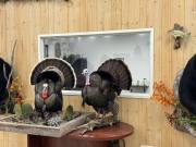 turkey3