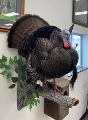turkey4-strut