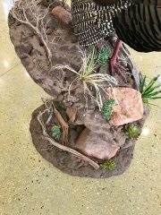 Close-up of the desert rock and cactus habitat base on a Gould's turkey pedestal mount. Built at Stehling’s Taxidermy in Jefferson, Wisconsin.