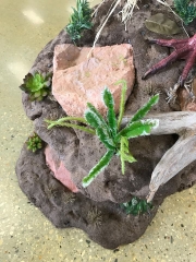 Close-up of the desert rock base with cactus and dried yucca on a Gould's turkey mount. Built at Stehling’s Taxidermy in Jefferson, Wisconsin.