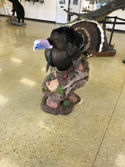Gould's turkey gobbling pedestal mount, front view with white-tipped tail fan. Built at Stehling’s Taxidermy in Jefferson, Wisconsin.