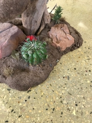 Sculpted rock base with barrel cactus detail on a Gould's turkey pedestal mount. Built at Stehling’s Taxidermy in Jefferson, Wisconsin.