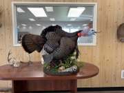 Gobble-half-strut-