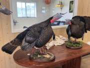 Gobblers-2
