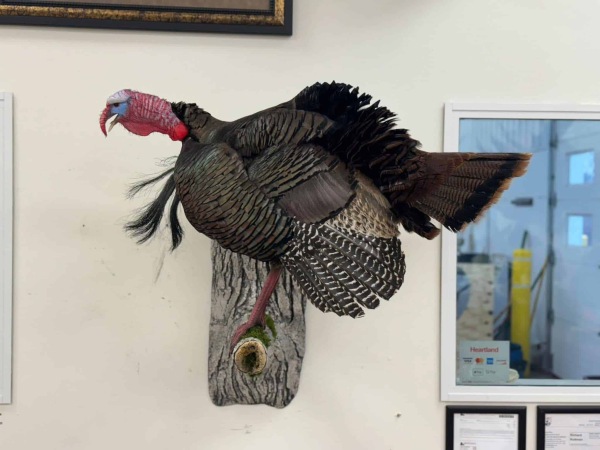 Gobbling turkey wall mount on pine, by Stehling’s Taxidermy, Wisconsin